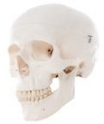 Mô hình giải phẫu xương sọ, gồm 3 phần có thể tháo